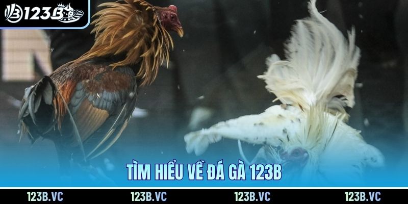 Tìm hiểu về đá gà 123B Tìm hiểu về đá gà 123B