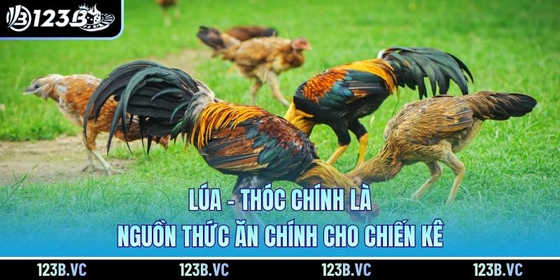 Lúa – thóc chính là nguồn thức ăn chính cho chiến kê