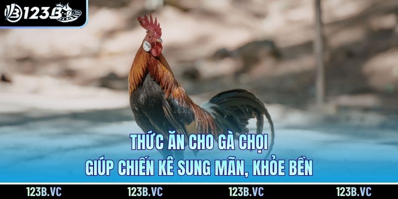Thức Ăn Cho Gà Chọi Giúp Chiến Kê Sung Mãn, Khỏe Bền
