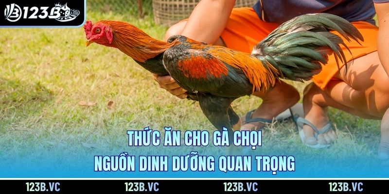 Thức ăn cho gà chọi nguồn dinh dưỡng quan trọng